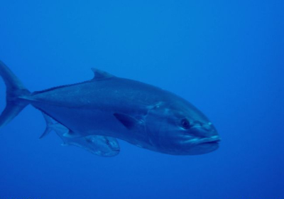 Agenzia/operatore Turistico Diving Center Mister Jump